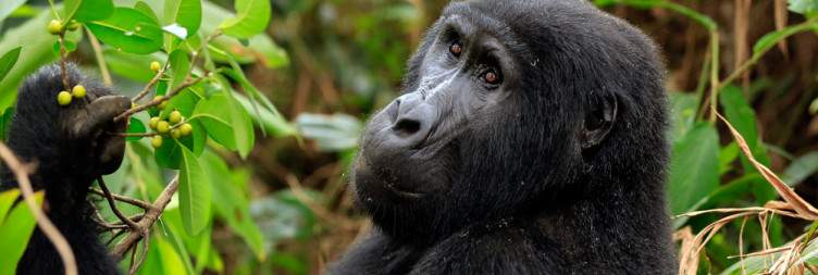Soaring to Bwindi Impenetrable National Forest-Your Gateway to Adventure
