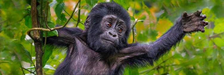 Gorilla Trekking in Bwindi Impenetrable NP