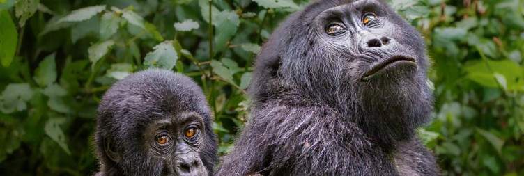 Gorilla Trekking in Bwindi