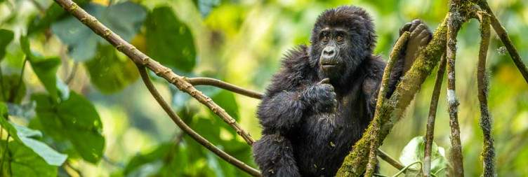 Bwindi Impenetrable National Park