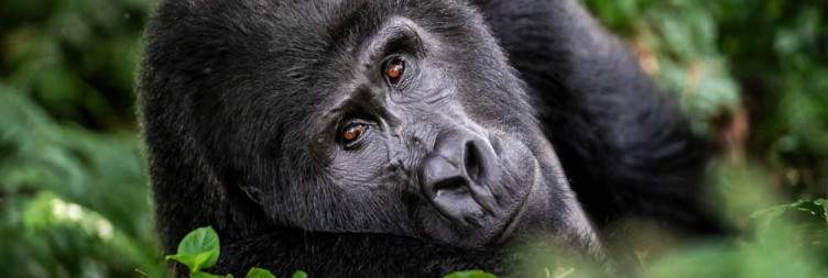 Gorilla Trekking Experience