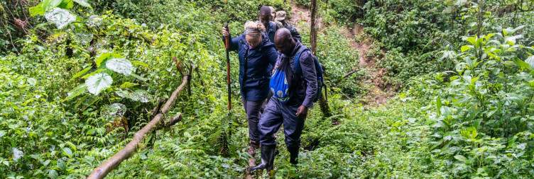Transfer to Bwindi forest park for Uganda Gorilla trekking experience-mountain gorilla and adventure