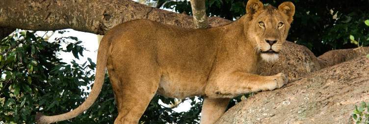 Ishasha tree climbing game drives and transfer To Bwindi Impenetrable National Park