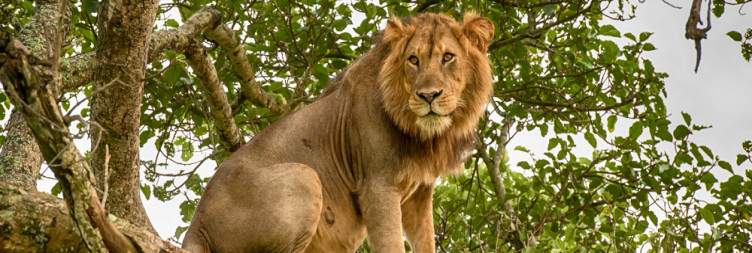 Tree Climbing Lions and Pangolin Rescue