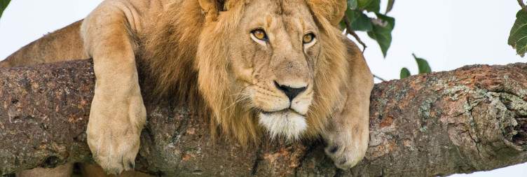 Transfer to Kibale National Park via Ishasha Wildlife Viewing