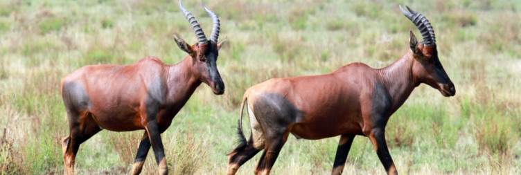 Queen Elizabeth National Park - Ishasha Sector