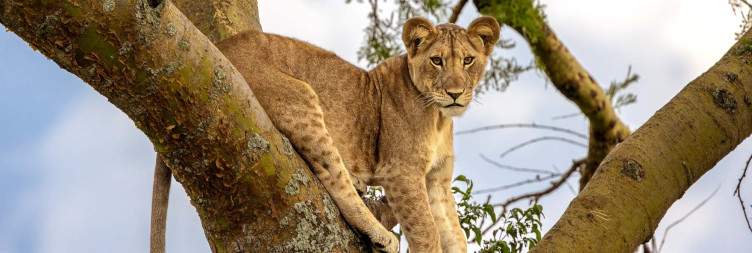 Transfer to the Inshasha Sector of Queen Elizabeth National Park| Game Drive