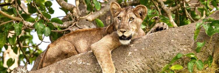 Transfer to Queen Elizabeth National Park Via Ishasha Area