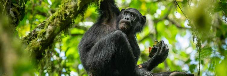 Transfer from Rwanda to Uganda
