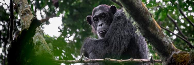 Chimpanzee trekking and boat cruise