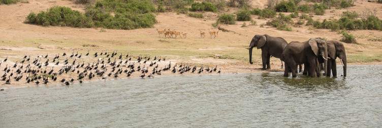 Morning Game Drive and Afternoon Boat Cruise on Kazinga Channel