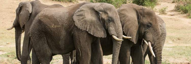 Morning Game Drive & Kazinga Channel Boat Safari