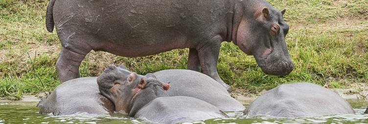 Game Drive & Kazinga Channel Boat Safari