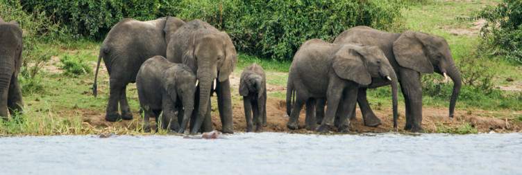 Game Drive & Kazinga Channel Boat Safari