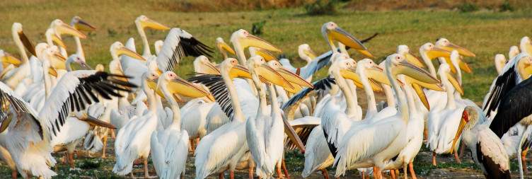 Morning game drive & afternoon boat safari on Kazinga Channel