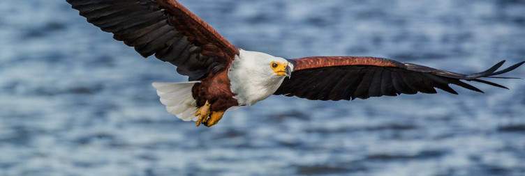 Transfer to Queen Elizabeth National Park & Nile Boat Cruise