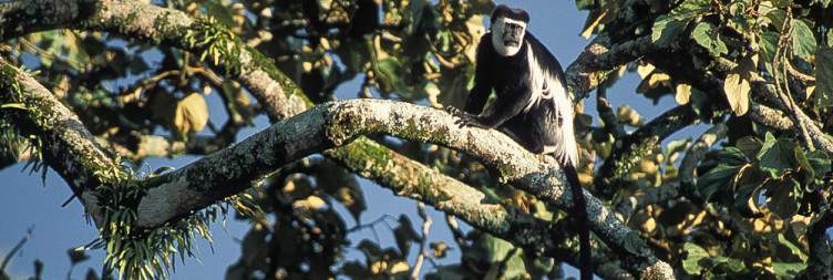 Transfer to Kibale National Park – Guided Nature Walk to Crater Lakes