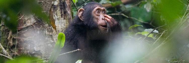 Chimpanzee Trekking & Crater Lake Tour