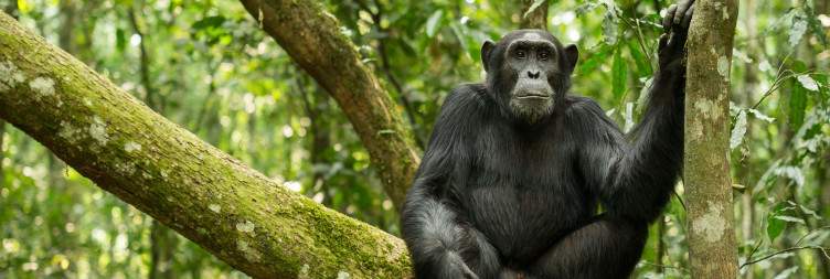 Chimpanzee Trekking Kibale Forest National Park & Bigodi Community Experience