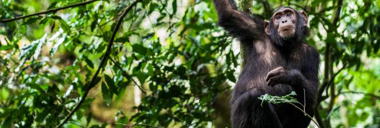 Chimpanzee Trekking in Kibale Forest National Park