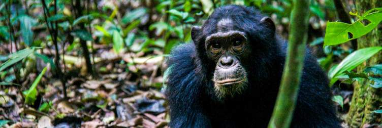 Chimp Tracking and the Bigodi Swamp Walk