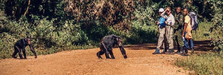 Transfer to Kibale National Park