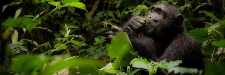 Transfer to Kibale National Park