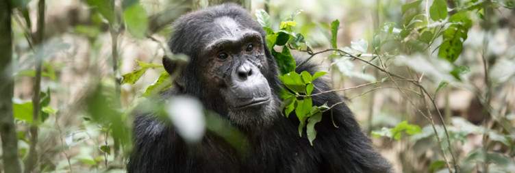 Transfer to Kibale Forest National Park