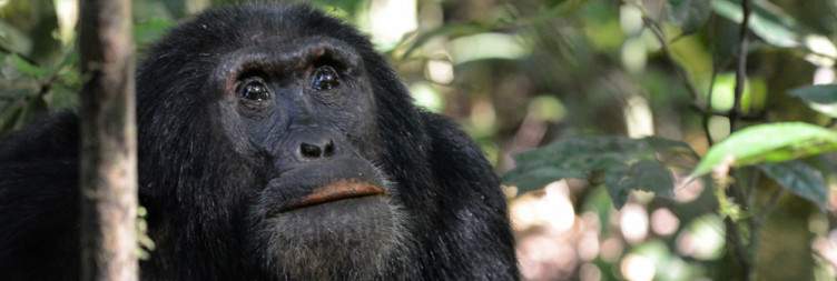 Chimpanzee Habituation Experience
