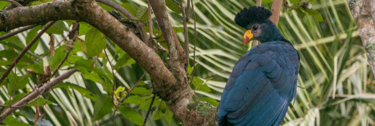 To Kibale National Park – Wetlands and Forest Edges