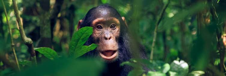 Chimpanzee Trekking|Transfer to Entebbe