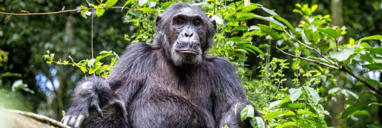 Kibale National Park