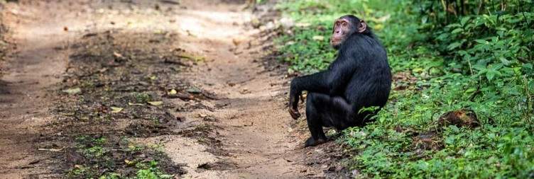 Chimpanzee trekking and Bigodi swamp visit