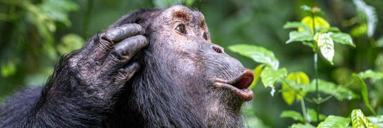 Chimpanzee trekking at Primate Capital of the World