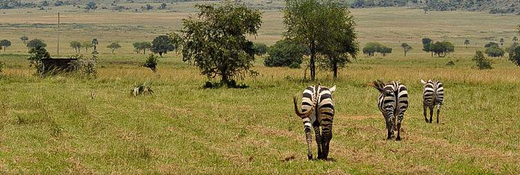 Karamojong cultural tour at Nakaperimoru & Continue to Kidepo Valley Np for Evening game drive