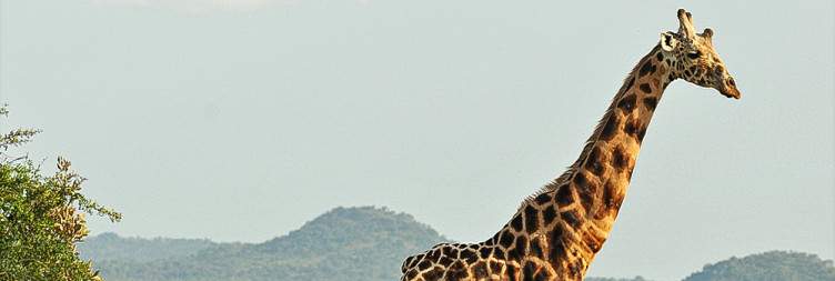 Game drive in Kidepo Valley National Park