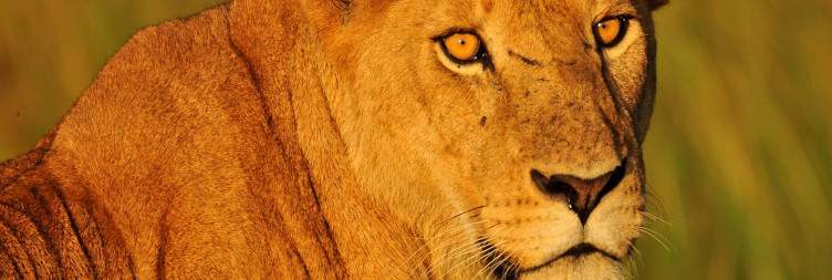 Transfer to Kidepo Valley National Park