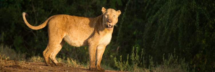 Transfer to kidepo national park