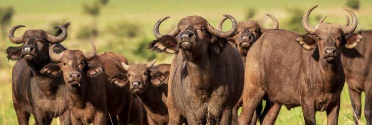 Drive to Kidepo Valley National Park