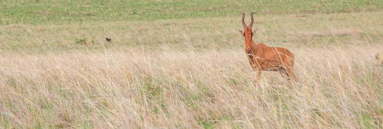 Transfer to Kidepo Valley National Park