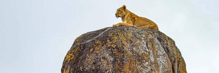 Game drive and cultural experirnces
