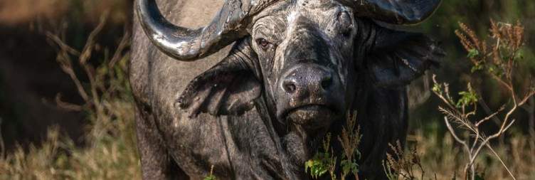 Arrival in Kidepo Valley and Game Drive