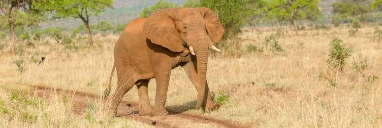 Morning Game Drive at Kidepo National Park - Transfer to Gulu