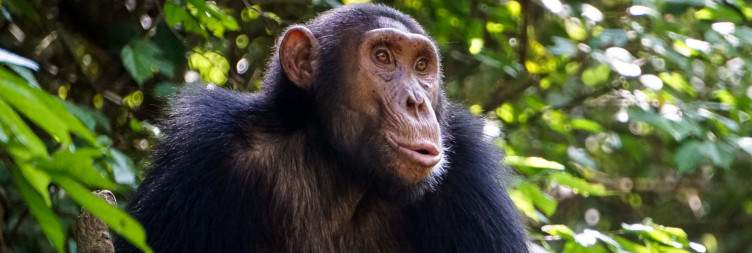 Chimpanzee Tracking in Kyambura Gorge, Boat Launch in the Afternoon