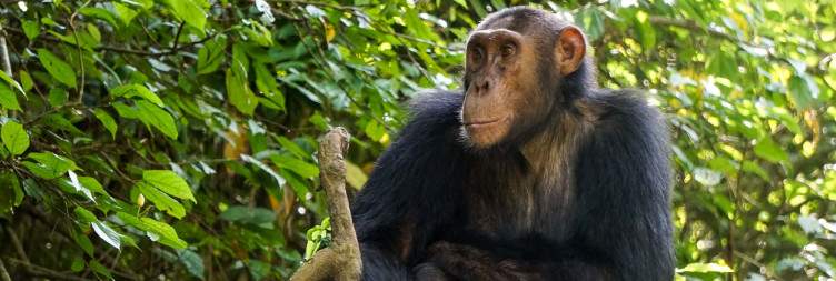 Chimpanzee Trekking - Afternoon Boat Trip