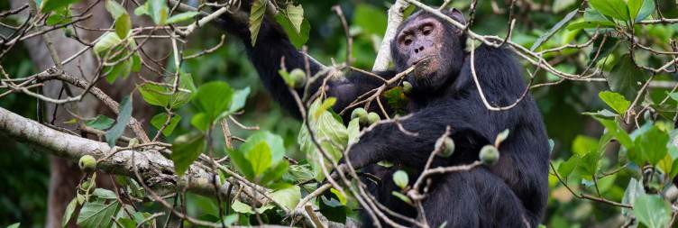 Chimps in Kyambura, Lions in Trees