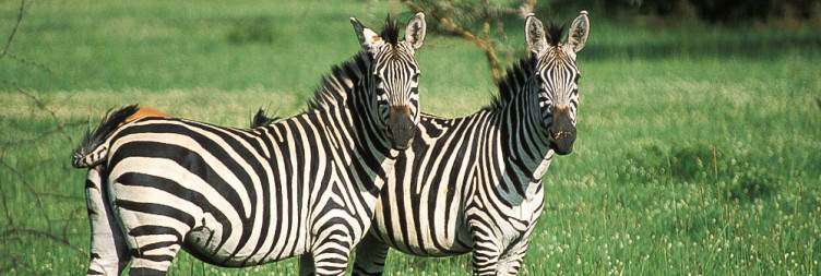 Transfer From Entebbe to Lake Mburo National Park for Game drives , walking safari and Boat safari