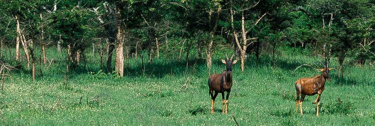 Chimpanzee Trekking & transfer to Lake Mburo NP