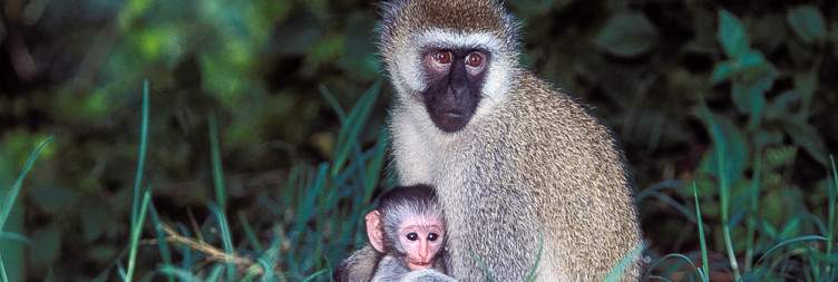 Transfer to Lake Mburo National Park