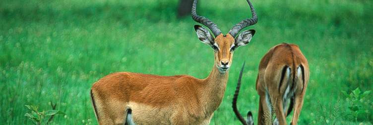 Lake Mburo National Park for Wildlife